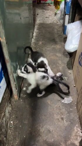 Street cats and kittens documented in Vietnamese urban area