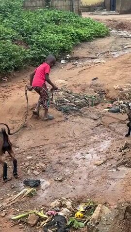A child in a red shirt and patterned pants walks up a muddy incline, holding a rope attached to two goats. The goats follow the child. The environment is rural, with dirt paths, vegetation, and some scattered debris. In the background, there are simple buildings.