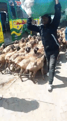 Sheep and goats herded through Nairobi streets during morning hours