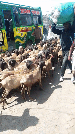 Sheep and goats herded through Nairobi streets during morning hours