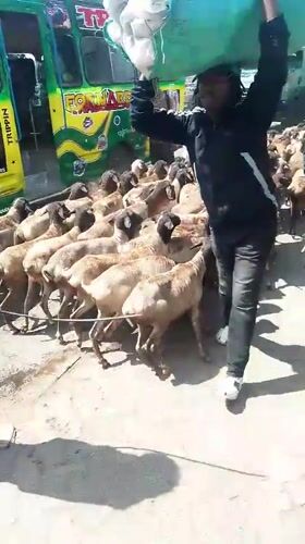 Sheep and goats herded through Nairobi streets during morning hours