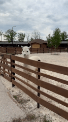 White llama spotted in outdoor enclosure in Zakharivka, Ukraine
