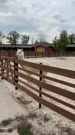 White llama spotted in outdoor enclosure in Zakharivka, Ukraine