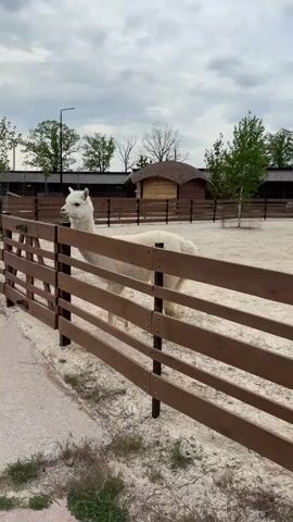The video shows a white llama standing behind a wooden fence in an outdoor enclosure with a sandy ground. The llama is facing left, looking out from the enclosure. In the background, there are trees, a building with a rounded roof, and streetlights. The sky is overcast with light gray clouds.