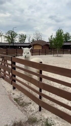 White llama spotted in outdoor enclosure in Zakharivka, Ukraine