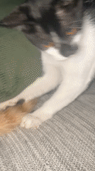 Cats photographed during morning activities across Denpasar homes
