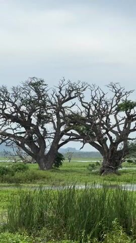 The video shows a wetland landscape featuring two large, gnarled trees, partially submerged in water, with many birds perched on their branches. Tall green reeds grow in the foreground, partially obscuring the view of the water and the trees. The sky is overcast and pale, contributing to the muted tones of the scene. A few birds fly across the sky.