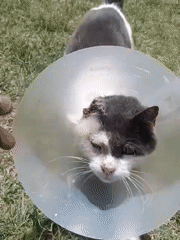Cat in recovery cone spotted on Nairobi lawn