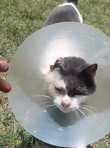 Cat in recovery cone spotted on Nairobi lawn