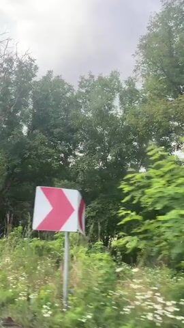 The video shows a view from inside a moving vehicle looking out at a dense forest on a cloudy day. Tall trees with green foliage line the right side of the frame, with smaller bushes and plants in the foreground. The camera is panning slightly to the right, capturing the passing scenery. There are no people or specific objects visible beyond the natural environment.