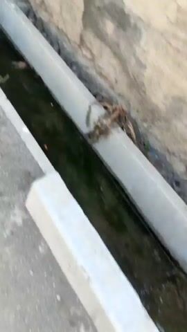The video shows a close-up view of a narrow, concrete drainage ditch filled with dark, murky water. The ditch is bordered by rough, textured concrete walls on either side. Some dry grass and debris are visible along the edges of the ditch and in the water. The camera is panning slowly from left to right, following the length of the ditch. The overall scene suggests an outdoor environment, possibly an urban or semi-urban area, where wastewater or rainwater is being channeled away. There are no people or animals visible in the video. The lighting appears to be natural daylight, casting subtle shadows.
