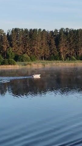 A white boat travels from left to right on a calm lake, leaving a small wake. The lake's surface reflects the sky and the dense forest lining the far bank. Light mist hangs over parts of the water near the shore. The sky is clear and blue.