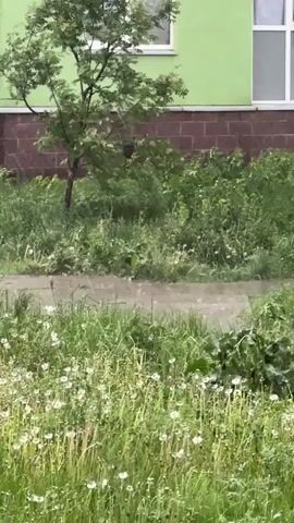 The scene depicts a heavy rain falling on a grassy area next to a building. The building has a green facade above a red brick foundation, with a window visible on the green section. A small tree stands in the grassy area, its leaves wet from the rain. The ground is covered in lush green grass, mixed with numerous dandelions that have gone to seed. A puddle or stream of water is visible on a path or low-lying area in the grass. The rain is coming down quite heavily, causing ripples and splashes in the water.