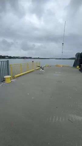 This media file captures a brief moment on a concrete pier in Lovund, Norway. The primary subject is a black and white bird, likely a seagull, in mid-flight. Its wings are spread wide, suggesting it's either taking off or landing on the pier.

The setting is a waterfront with calm, grey water stretching towards a distant shoreline. The shoreline features small buildings, possibly houses or fishing structures, dotting a rocky, green landscape under an overcast sky. The weather appears to be cloudy, contributing to the subdued lighting and muted color palette of the scene.

The pier itself is made of gray concrete and features yellow railings along its edge. A large yellow mooring bollard is visible on the pier, with ropes coiled around it. Another yellow pole, possibly part of the pier's structure or a warning marker, runs along the railing. In the background, a tall white pole with some attachments is also visible, likely a navigation or communication mast.

The activity is centered around the bird's movement. It is the sole living creature prominently featured, and its dynamic pose contrasts with the static elements of the pier and the surrounding landscape. The time of day is not clearly indicated by the lighting, but the overcast sky suggests it could be anytime during daylight hours, possibly morning or late afternoon given the dimness.

There is no visible text in the media file. The overall impression is one of a coastal environment on a rather grey day, with nature, in the form of the seabird, interacting with the human-made infrastructure of the pier.