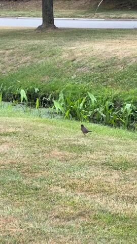 A bird is standing in a grassy area near a ditch filled with water and aquatic plants. The bird is facing to the left of the frame. In the background, there is a tree and a road. The grass is mostly green with some dry patches. The lighting is natural, suggesting it is daytime.