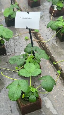 The video shows a close-up, eye-level view of a hydroponic strawberry plant research setup. The plants are small and appear to be in the early stages of growth. They are planted in dark brown, cube-shaped media that is sitting on a wet, grey, textured surface. Thin, yellow tendrils extend from the plants and run horizontally across the surface. One plant in the foreground has a white label attached to a black stake that reads "Estavana" in black cursive handwriting. The plants are well-lit, and the environment appears to be a greenhouse or indoor growing facility. The overall impression is one of scientific cultivation and experimentation with a focus on the growth and development of strawberry plants.