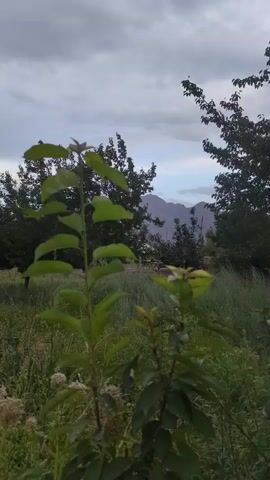 The video shows a close-up view of a young plant with green leaves in the foreground. Behind it, there is a lush green field with tall grass and other plants. In the background, a mountain range is visible under a cloudy sky. The camera zooms out slightly, revealing more of the surrounding vegetation and the mountain landscape. There are no people or animals visible in the video. The scene appears to be outdoors in a natural environment, possibly a rural or mountainous area.