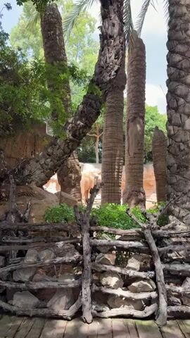 A young elephant stands in an enclosure with palm trees. The enclosure has a wooden fence in the foreground and rocks and plants. The elephant is light brown and facing the camera. The background is blurred with light brown rocks.