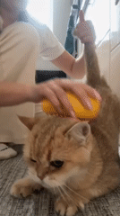 Woman's morning routine with cat captured in Odintsovo residence