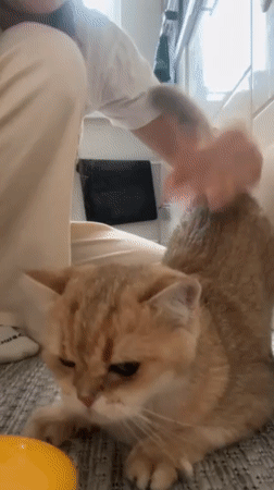 Woman's morning routine with cat captured in Odintsovo residence