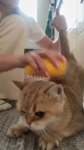 Woman's morning routine with cat captured in Odintsovo residence