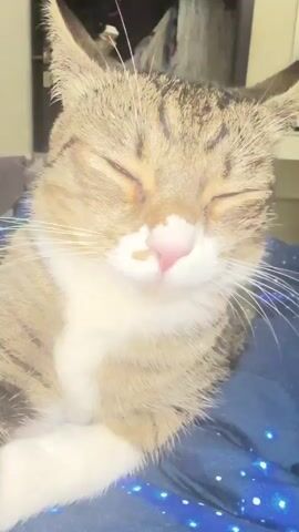 The video shows a close-up of a tabby cat's face. The cat has green eyes with yellow accents and a pink nose with a small brown spot. Its fur is a mix of brown, black, and white. The cat is lying down on a dark blue blanket with a starry pattern. The background is out of focus, but appears to be an indoor setting with furniture and possibly a doorway. The cat's eyes are partially closed, and it appears to be relaxed. The video is short, with the cat's head in a slightly different position in each frame.