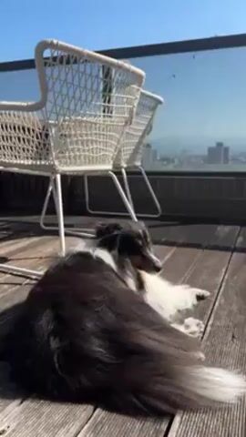The video shows a Collie-type dog lying on a wooden deck with a city view in the background. The dog has a long, flowing coat of black, white, and brown fur. It is lying down and appears to be relaxing or napping. Behind the dog are two white wicker chairs. Beyond the edge of the deck is a low wall, with a clear view of a city skyline with several tall buildings visible. The sky is clear and blue. The deck is made of wooden planks.