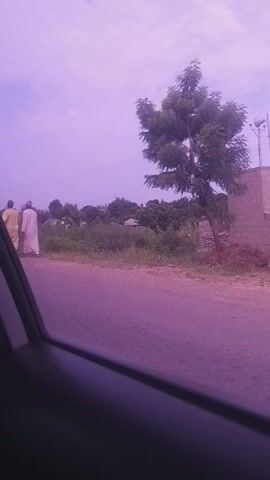 This is a video recorded from inside a vehicle, looking out a window. The camera is tilted, making the scene appear vertical. The video shows a road passing through a rural area in Kwarge, Nigeria.

**Subjects:**
*   Two people are visible in the foreground, walking on the side of the road. They are wearing traditional African attire. One person is in a light yellow garment, and the other is in a light pink garment.
*   The scene is a roadside with lush green vegetation and trees lining one side of the road.
*   A faint, possibly white, structure is visible in the distance, partially obscured by trees.
*   Power lines run overhead.

**Activity or Event:**
The video appears to be a recording of a journey or a drive through a rural landscape. The people are walking along the road.

**Notable Details:**
*   **Time of Day/Weather:** The lighting suggests it is daytime, possibly late afternoon or early morning, with a soft, overcast sky and a purple hue cast over the scene, which could be due to the camera's settings or time of day.
*   **Location Cues:** The presence of traditional attire, the type of vegetation, and the power lines are consistent with a rural setting in Nigeria.
*   **Emotions:** No specific emotions are discernible from the video. The overall mood is peaceful and observational.

**Visible Text:**
There is no visible text in this video.