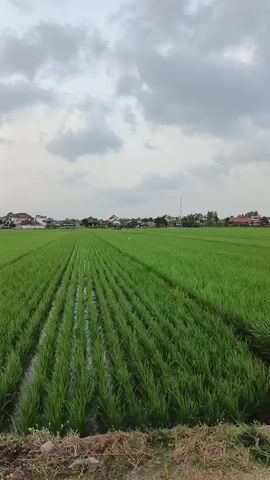 The video begins with a view of a vast, green rice paddy field under a cloudy sky. The field is meticulously planted in rows, with water visible between the rows. In the distance, a line of houses and buildings can be seen, suggesting a rural village. As the video progresses, the camera pans to the right, revealing a paved pathway lined with grass and some dry vegetation. Several motorcycles are parked along the pathway, and a group of young people are gathered around them. One person is standing near a small bridge that crosses a water channel adjacent to the rice field. Further down the pathway, more people are visible, and the landscape opens up to show hills and mountains in the background. The overall scene depicts a rural setting with agricultural land, a village, and people engaged in activities along a pathway.