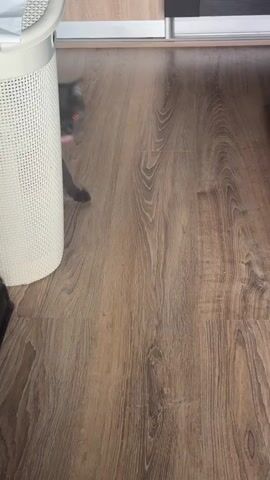 A grey British Shorthair cat with bright orange eyes walks into the frame from the left side. It briefly sticks out its tongue and then sits down on a light brown wooden floor. A small pink, cylindrical object rests on the floor in front of the cat. A white woven basket is partially visible on the left side of the frame. The cat remains seated, looking forward.