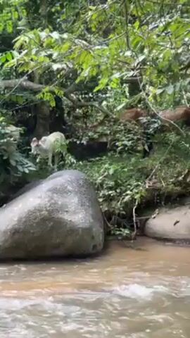 The video shows a stream flowing through a lush, green forest. Several light-colored cows are grazing near the edge of the stream, partially obscured by dense vegetation. A large, smooth gray rock sits in the foreground, partially submerged in the water. The stream is flowing with a gentle current. The camera is positioned slightly above the water level, providing a clear view of the stream and the surrounding environment.