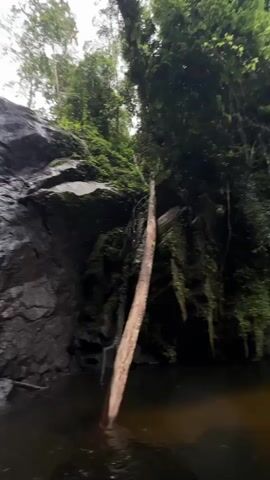 This is a vertical video of a waterfall cascading down a rocky cliff face in a lush, green jungle. The water is white and foamy as it falls into a dark pool at the base. A large, dead tree trunk lies partially submerged in the water, its top extending upwards near the waterfall. The surrounding rocks are dark and wet, covered in moss and other vegetation. The trees above are tall and dense, creating a canopy that filters the light. The sky is overcast, giving the scene a soft, diffused illumination.