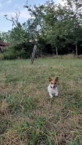 A dog is playing frisbee in a grassy field. The dog is white with brown spots and is wearing a collar. A red frisbee is in the air. Trees are in the background.