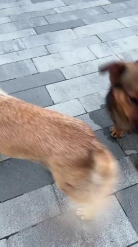 This media file captures a brief outdoor scene with two dogs and two people. The setting appears to be a paved area, possibly a sidewalk or patio, with rectangular grey and lighter grey pavers. The lighting suggests it is daytime, possibly overcast, as there are no harsh shadows.

In the foreground, a medium-sized dog with brown and black fur is walking towards the viewer. Further back, another dog, lighter in color with a tan coat, is interacting with a person. This person is wearing a dark purple hooded sweatshirt with white text on the sleeves and dark bottoms. They are crouching down, extending a hand towards the tan dog, as if offering something or petting it. Another person, wearing a similar purple top, is partially visible behind and to the side of the crouching individual. The tan dog has its tail raised and appears engaged with the person. The brown and black dog in the foreground is looking towards the interaction.

The overall activity seems to be a casual encounter with the dogs and people outdoors. The scene is quite blurry due to the movement of the camera and subjects, giving it a dynamic feel. There are no explicit indications of the specific time of day, weather beyond the lighting, or precise location beyond being outdoors on a paved surface. The visible text on the purple sweatshirt is difficult to decipher due to the blur and angle but appears to be a word or phrase in white capital letters.