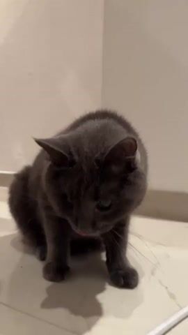 A gray cat is sitting on a tiled floor in front of a white wall. The cat is looking down. There are two cables on the floor, one black and one white. The video is short and shows the cat's head and front body.