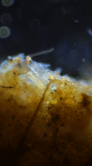 Microscopic aquatic organism observed feeding in Portuguese waters