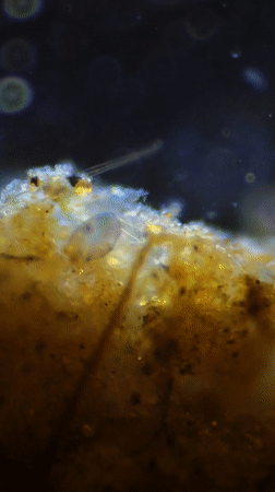 Microscopic aquatic organism observed feeding in Portuguese waters