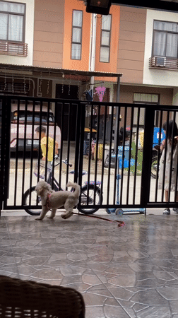 Poodle on a tiled patio, purple bicycle parked beyond the gate