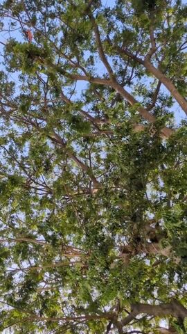 The video shows a low-angle view looking up into the branches of a large, leafy tree against a clear blue sky. The tree's branches spread out extensively, creating a dense canopy of green leaves with glimpses of the sky showing through. The leaves sway slightly in the breeze.