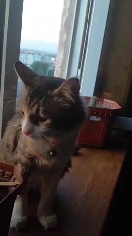 A domestic cat sits on a wooden surface next to a window. The cat is primarily brown and white with tabby markings and is wearing a red collar with a bell. Outside the window, a cityscape with buildings is visible, along with a bright sky, suggesting either sunrise or sunset. There are two potted plants to the right of the cat, one of which appears to contain a cactus. The lighting is dim, with the light source coming from the window. The cat turns its head from looking out the window to looking directly at the camera, then looks down.