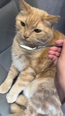 A close-up shot shows a person holding a silver spoon with a dollop of white cream or yogurt in front of an orange tabby cat. The cat is sitting on a gray upholstered chair. The cat licks the cream from the spoon. The person holding the spoon is visible only by their hand and part of their arm. The cat is the primary subject, facing forward with a slight tilt of its head. The cat has green eyes and a pink nose. The background is blurred.