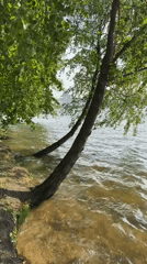 Lakeside scene captured in Minsk shows submerged trees