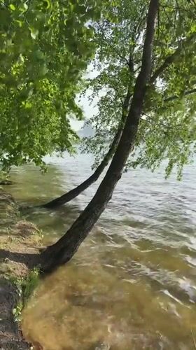 Lakeside scene captured in Minsk shows submerged trees