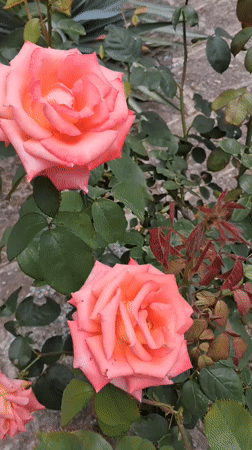 Roses, ink, and an Audi in a Bulgarian courtyard