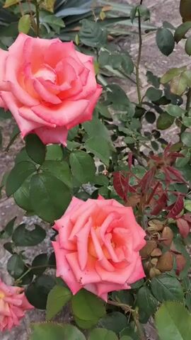 The video shows a close-up view of two large pink roses with green leaves and stems. The roses are in full bloom and their petals are layered. The background consists of more greenery and a rough stone surface. The camera slowly pans across the roses, focusing on their intricate details and vibrant colors. The lighting appears to be natural, suggesting an outdoor setting.