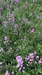 Purple flower field documented in Da Lat, Vietnam