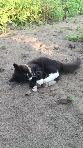 A black and white cat is lying on its side in loose dirt. The cat is looking towards the left of the frame, with its front paws extended. The cat has white paws and a white chest. There are a few small rocks scattered around the cat, and some green foliage is visible in the background. The lighting suggests it is daytime, possibly late afternoon due to the shadows. The cat appears to be playing or resting.