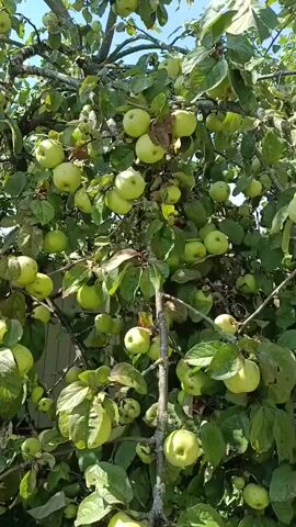 The video shows an apple tree laden with green apples against a bright blue sky. The camera pans upwards through the branches, revealing the abundance of fruit. The leaves are green and lush, suggesting a healthy tree. The overall impression is of a ripe harvest season.