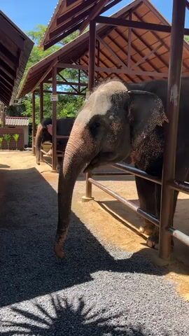 The video shows two elephants in an outdoor enclosure. The elephant in the foreground is an adult, and its trunk is extended downwards. Another elephant is visible behind it, walking away from the camera. The enclosure has a wooden roof supported by posts, and a fence made of metal bars. The ground is covered in gravel and sand. Sunlight casts shadows on the ground. There are some signs on the posts, one of which appears to be in Thai. Trees and foliage are visible in the background. The overall impression is of a sanctuary or zoo environment.