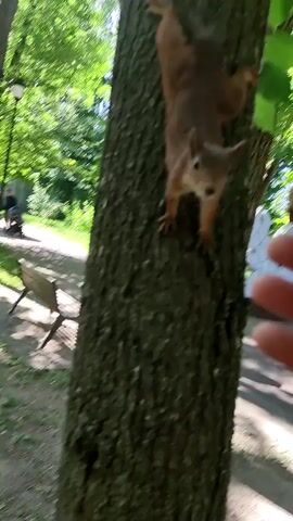 In this short video, a person is hand-feeding a squirrel on a tree trunk in a park. The squirrel, with its reddish-brown fur, is clinging to the tree, reaching out towards the hand holding a piece of food, possibly a nut. The hand and food are in the foreground, slightly blurred, while the squirrel and the tree are in sharper focus.

The setting appears to be a park with lush green trees and foliage, suggesting it is daytime. In the background, glimpses of park benches and a lamppost can be seen, along with a paved path. Further in the distance, two people are walking, one pushing a stroller, and there are more trees, indicating a public, natural space. The lighting suggests a bright, sunny day.

The activity of feeding a wild animal by hand highlights a moment of connection between the person and the squirrel. The squirrel's posture and proximity to the food suggest eagerness and trust. The overall mood is calm and observational, capturing a simple interaction in nature. There is no visible text in the video. The location context is Ramenskoye, Russia.